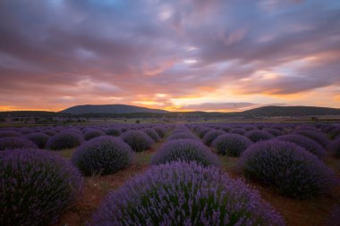 Lavanta tarlasında gün batımı, yaz ortası