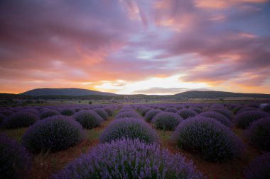 Lavanta tarlasında gün batımı, yaz ortası