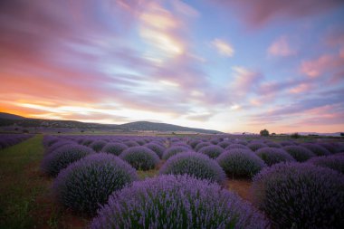 Lavanta tarlasında gün batımı, yaz ortası