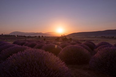 Lavanta tarlasında gün batımı, yaz ortası