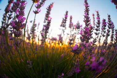 Lavanta tarlasında gün batımı, yaz ortası