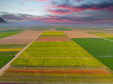 Aerial color images of tulip fields