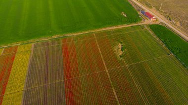 Aerial color images of tulip fields