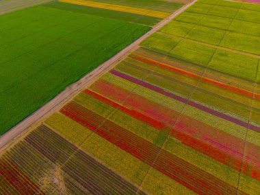 Aerial color images of tulip fields