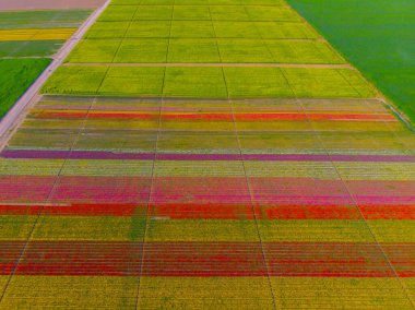 Aerial color images of tulip fields