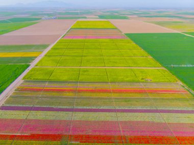 Aerial color images of tulip fields