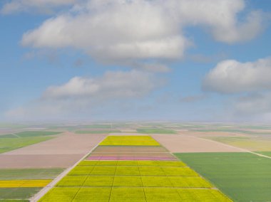 Aerial color images of tulip fields