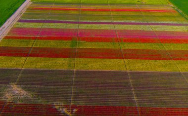 Aerial color images of tulip fields