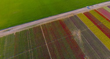 Aerial color images of tulip fields