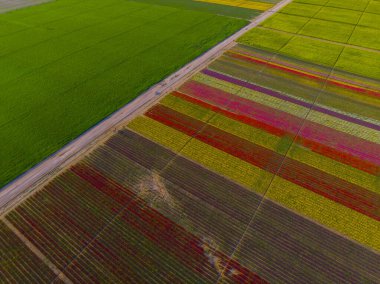 Aerial color images of tulip fields