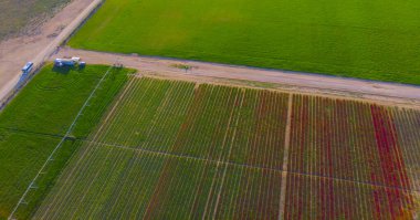 Aerial color images of tulip fields