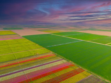 Aerial color images of tulip fields