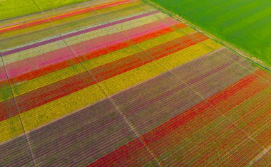 Aerial color images of tulip fields