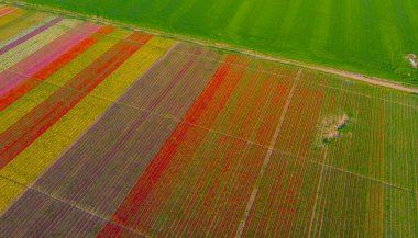 Aerial color images of tulip fields
