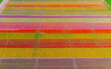 Aerial color images of tulip fields
