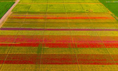 Aerial color images of tulip fields