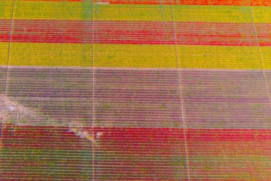 Aerial color images of tulip fields