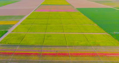 Aerial color images of tulip fields