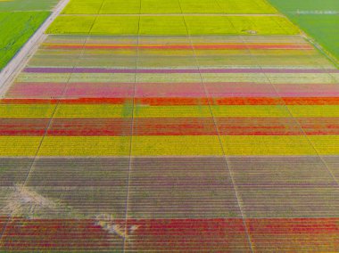 Aerial color images of tulip fields