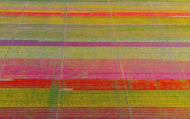 Aerial color images of tulip fields