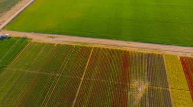Aerial color images of tulip fields