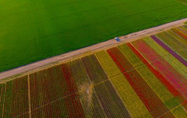 Aerial color images of tulip fields
