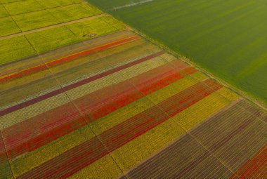 Aerial color images of tulip fields