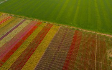 Aerial color images of tulip fields