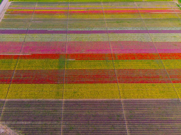 stock image Aerial color images of tulip fields