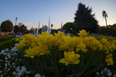 Tulip carpet and Blue Mosque in Sultanahmet region, during Istanbul Tulip Festival, Turkey