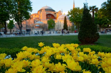 Tulip carpet and Blue Mosque in Sultanahmet region, during Istanbul Tulip Festival, Turkey