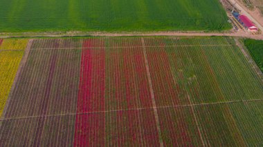 The view of tulip gardens lined up beautifully in nature is wonderful.