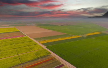 The view of tulip gardens lined up beautifully in nature is wonderful.