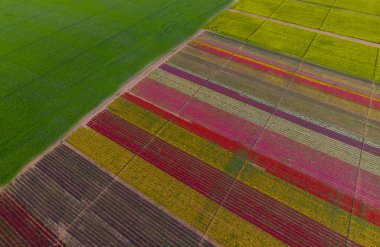 The view of tulip gardens lined up beautifully in nature is wonderful.