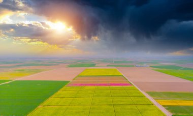 The view of tulip gardens lined up beautifully in nature is wonderful.