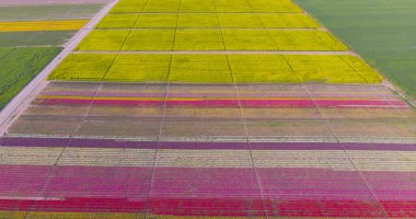 The view of tulip gardens lined up beautifully in nature is wonderful.