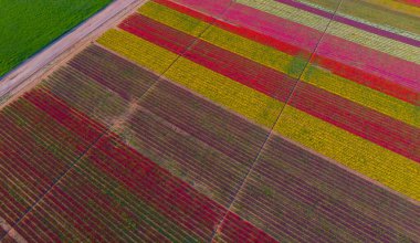 The view of tulip gardens lined up beautifully in nature is wonderful.