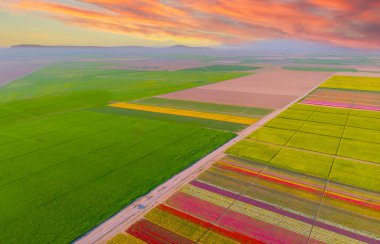 The view of tulip gardens lined up beautifully in nature is wonderful.