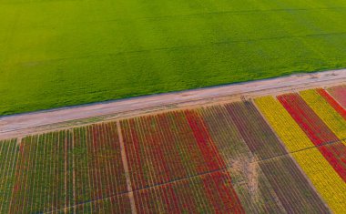 The view of tulip gardens lined up beautifully in nature is wonderful.