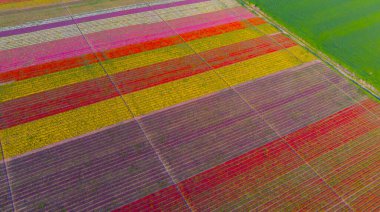 The view of tulip gardens lined up beautifully in nature is wonderful.
