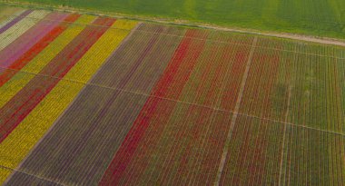 The view of tulip gardens lined up beautifully in nature is wonderful.