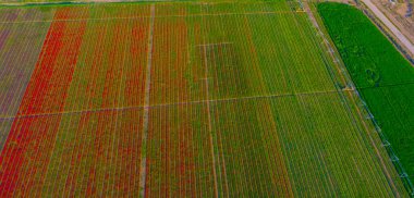 The view of tulip gardens lined up beautifully in nature is wonderful.