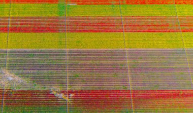 The view of tulip gardens lined up beautifully in nature is wonderful.