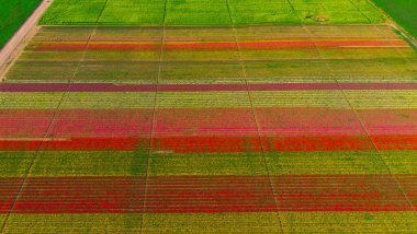 The view of tulip gardens lined up beautifully in nature is wonderful.