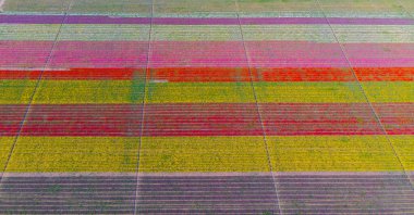 The view of tulip gardens lined up beautifully in nature is wonderful.