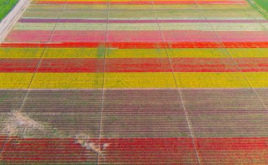 The view of tulip gardens lined up beautifully in nature is wonderful.