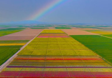 The view of tulip gardens lined up beautifully in nature is wonderful.