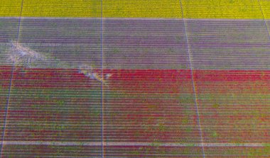 The view of tulip gardens lined up beautifully in nature is wonderful.