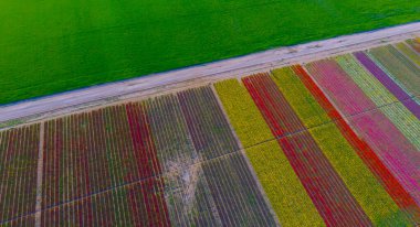 The view of tulip gardens lined up beautifully in nature is wonderful.