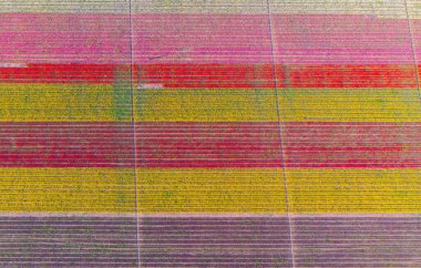 The view of tulip gardens lined up beautifully in nature is wonderful.